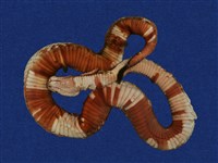 藏品(黑鱗斑響尾蛇)的圖片